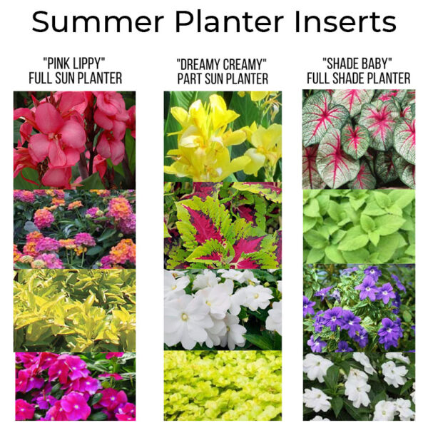 Summer Subscription Planters are here